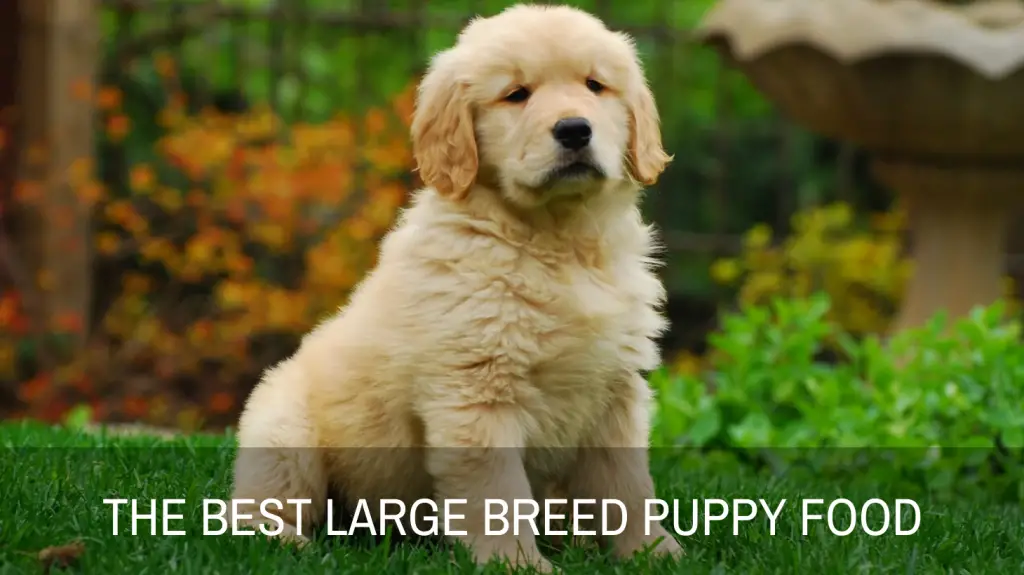 The Best Large Breed Puppy Food for Big Pups - Reviews and ...