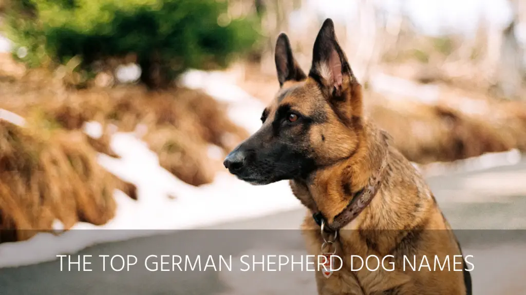 rare german shepherd names