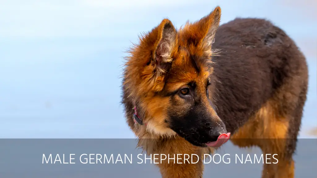 male german shepherd dog names