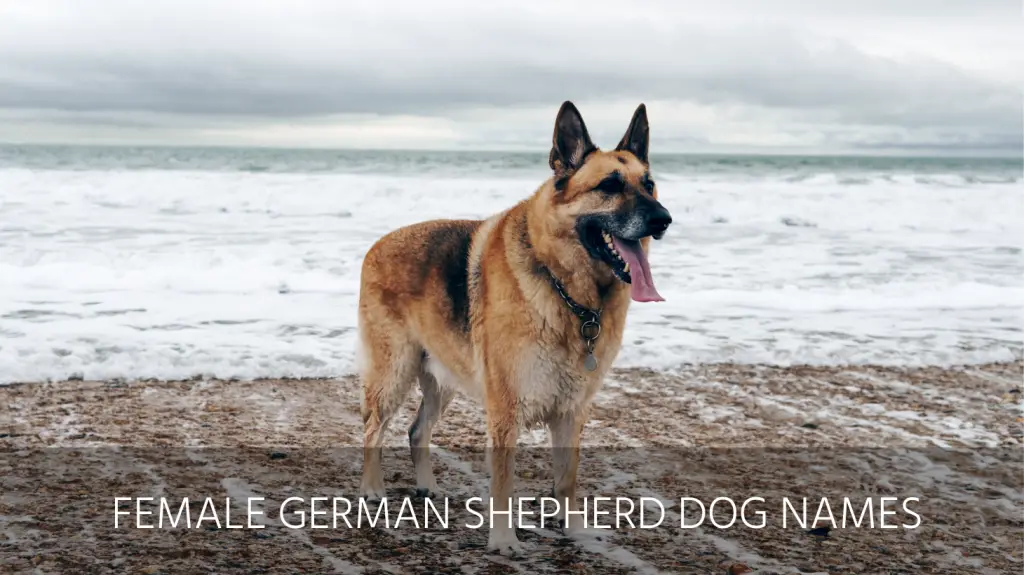 Ultimate List Of The Top 300 German Shepherd Dog Names Cute Badass And Police Dog Name Ideas