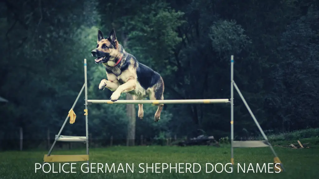 police german shepherd dog names