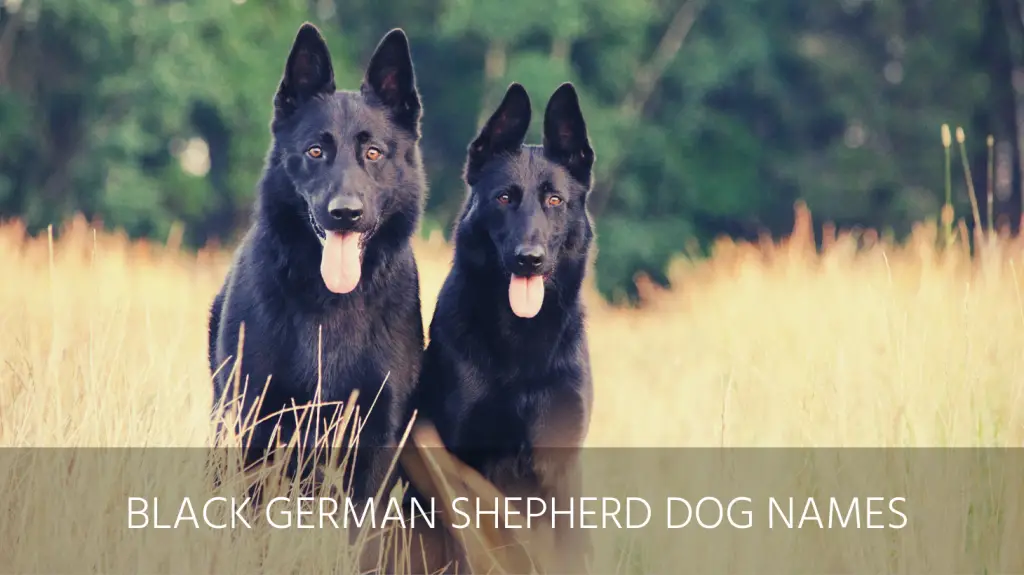 black german shepherd dog names