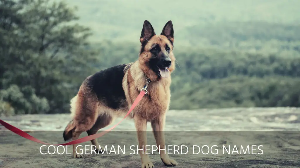 cool german shepherd dog names