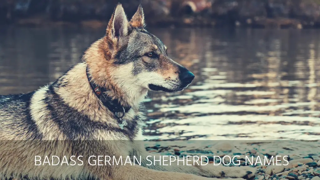 badass german shepherd dog names