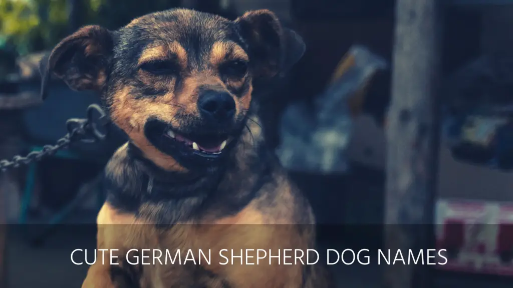 cute german shepherd dog names