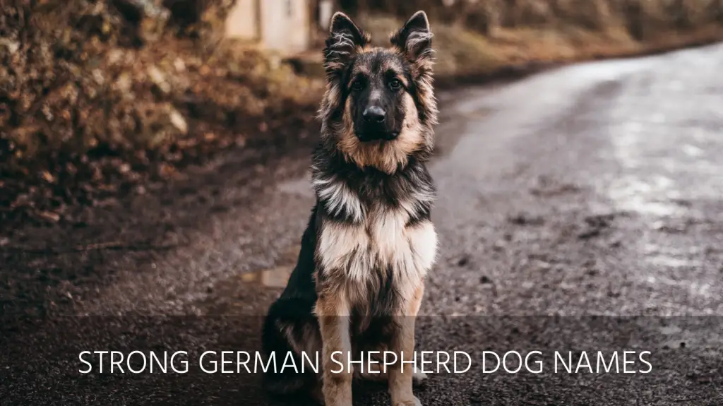 strong german shepherd dog names