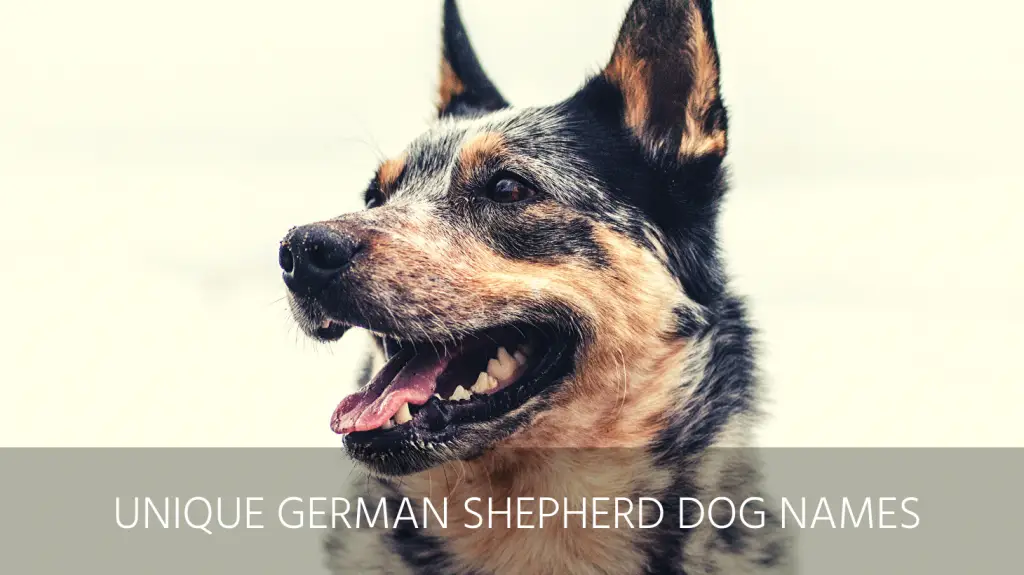 unique german shepherd dog names