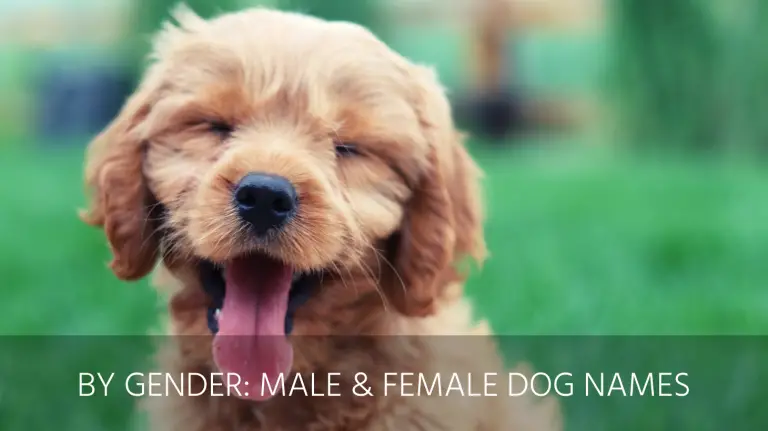 Male and Female dog names