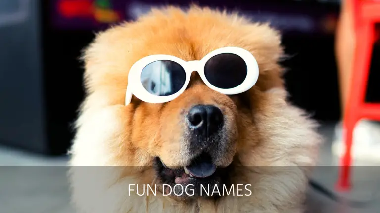 fun dog names