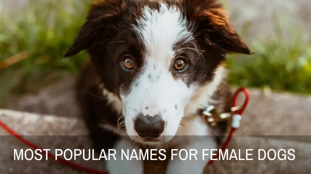 Most Popular Names For Female Dogs