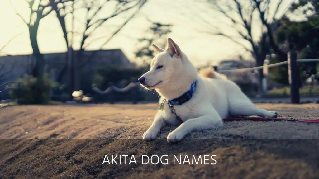 Ultimate List of the Top 150+ Japanese Dog Names - Popular, Asian, and ...