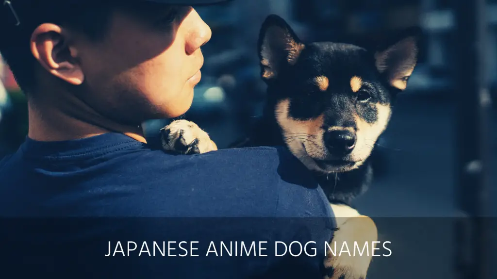 Ultimate List of the Top 150+ Japanese Dog Names - Popular, Asian, and  Kawaii Dog Names for Puppies