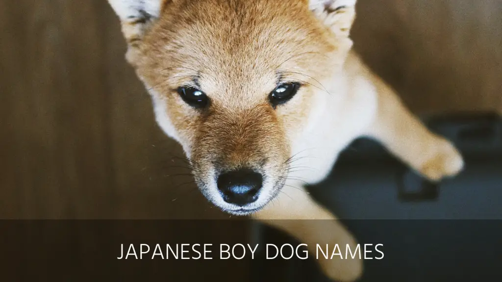 Ultimate List Of The Top 150 Japanese Dog Names Popular Asian