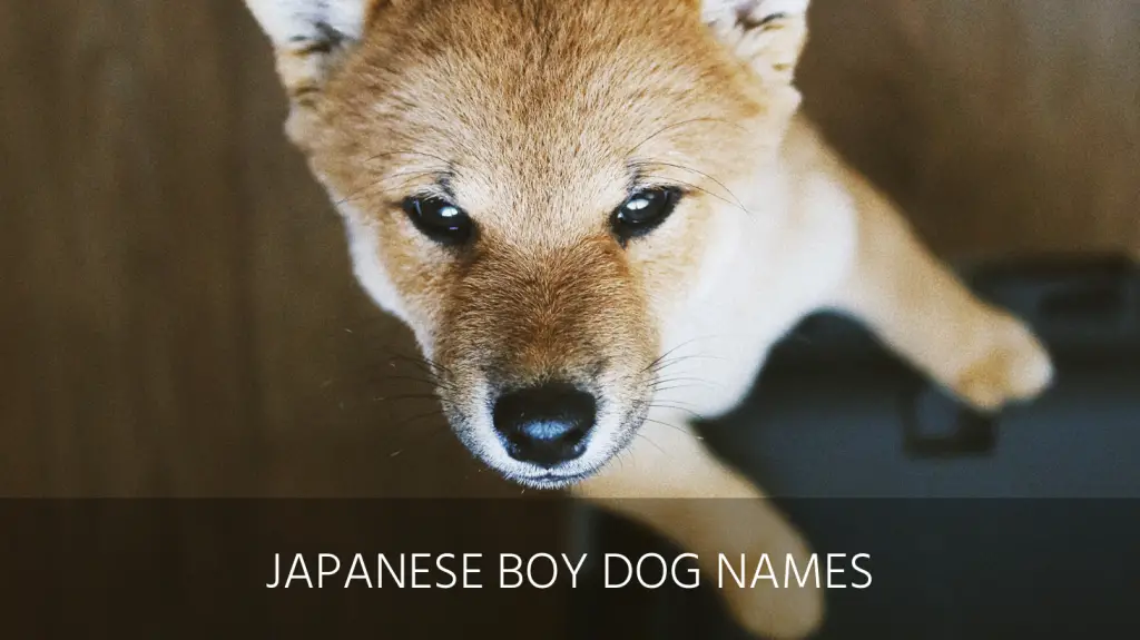 Ultimate List of the Top 150+ Japanese Dog Names - Popular, Asian, and