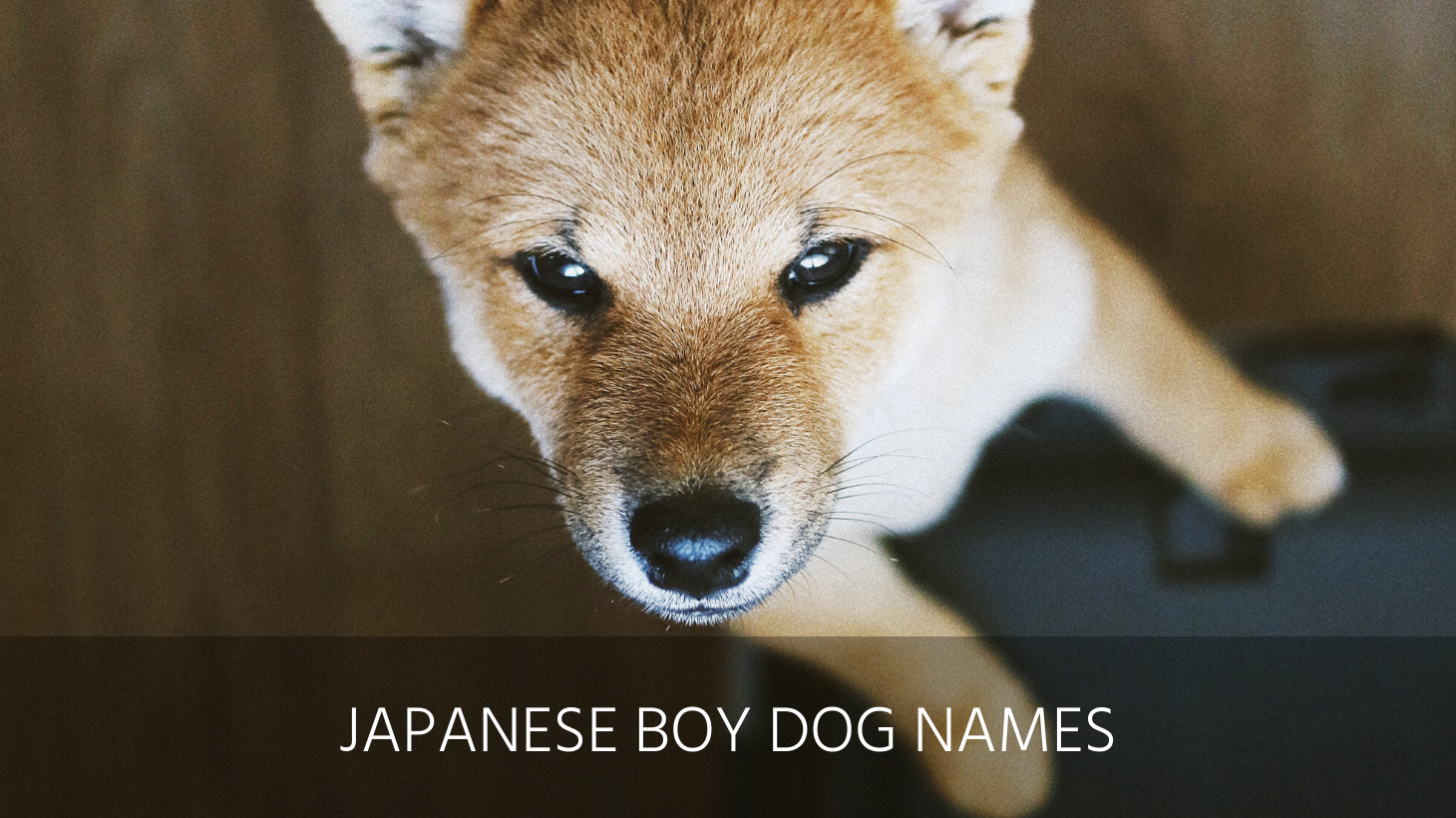 ultimate-list-of-the-top-150-japanese-dog-names-popular-asian-and