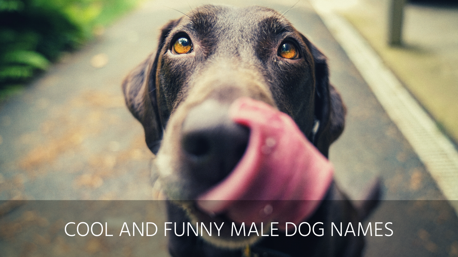 Ultimate List of 500+ Male Dog Names - Cute, Popular, Unusual, Cool ...