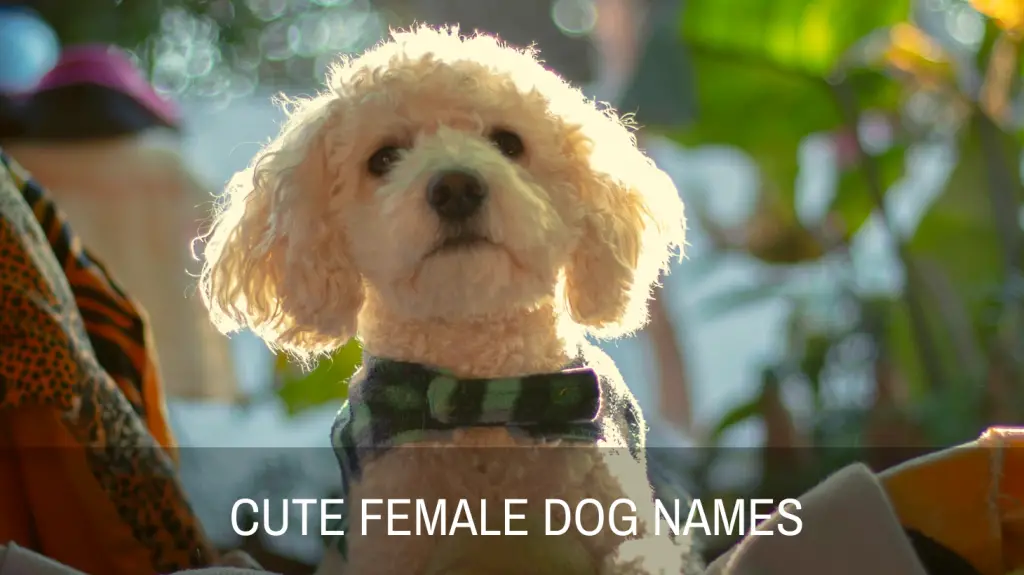 Cute Names For Female Dogs