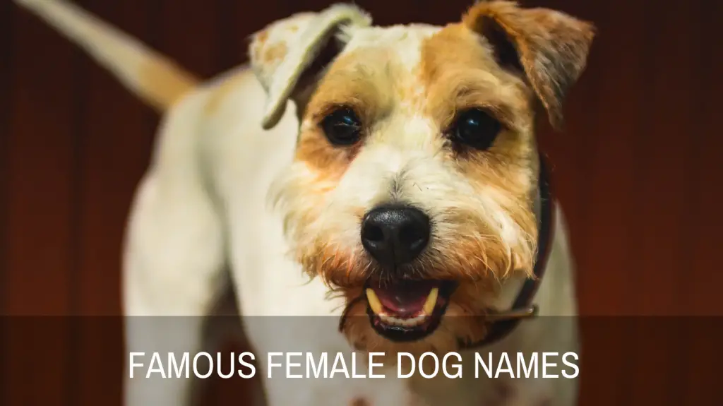 Famous Names For Female Dogs