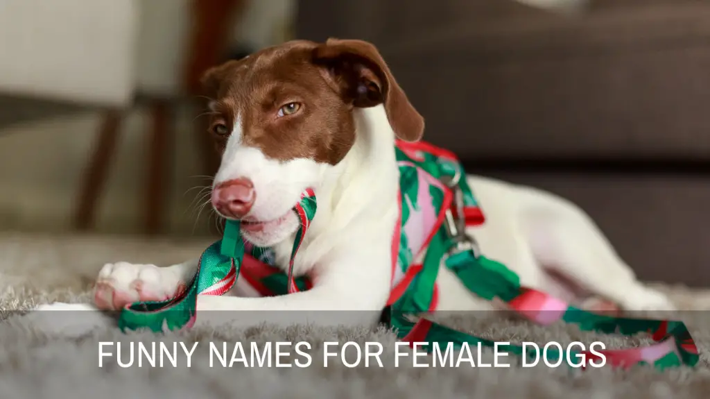 Funny Names For Female Dogs