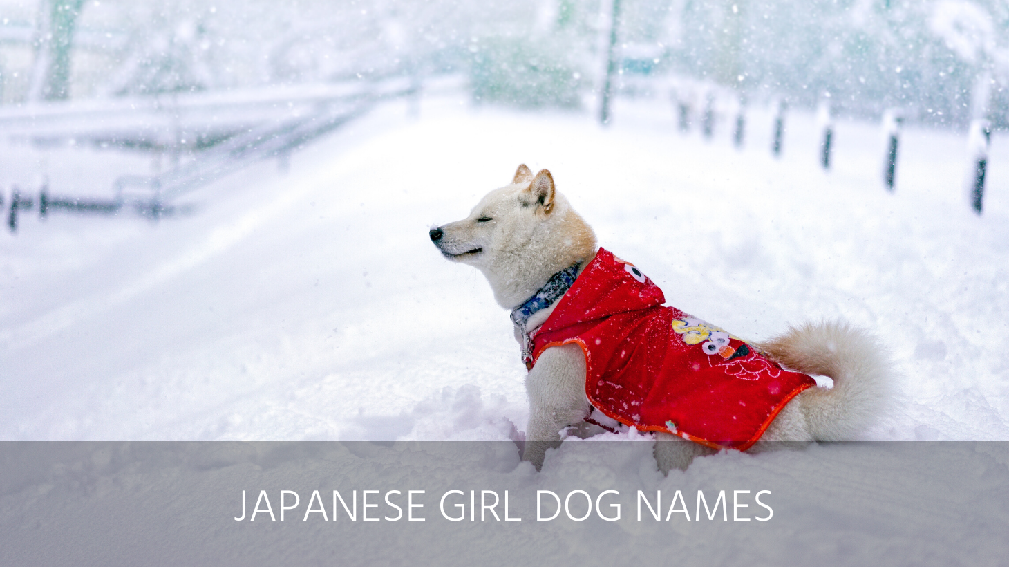 ultimate-list-of-the-top-150-japanese-dog-names-popular-asian-and