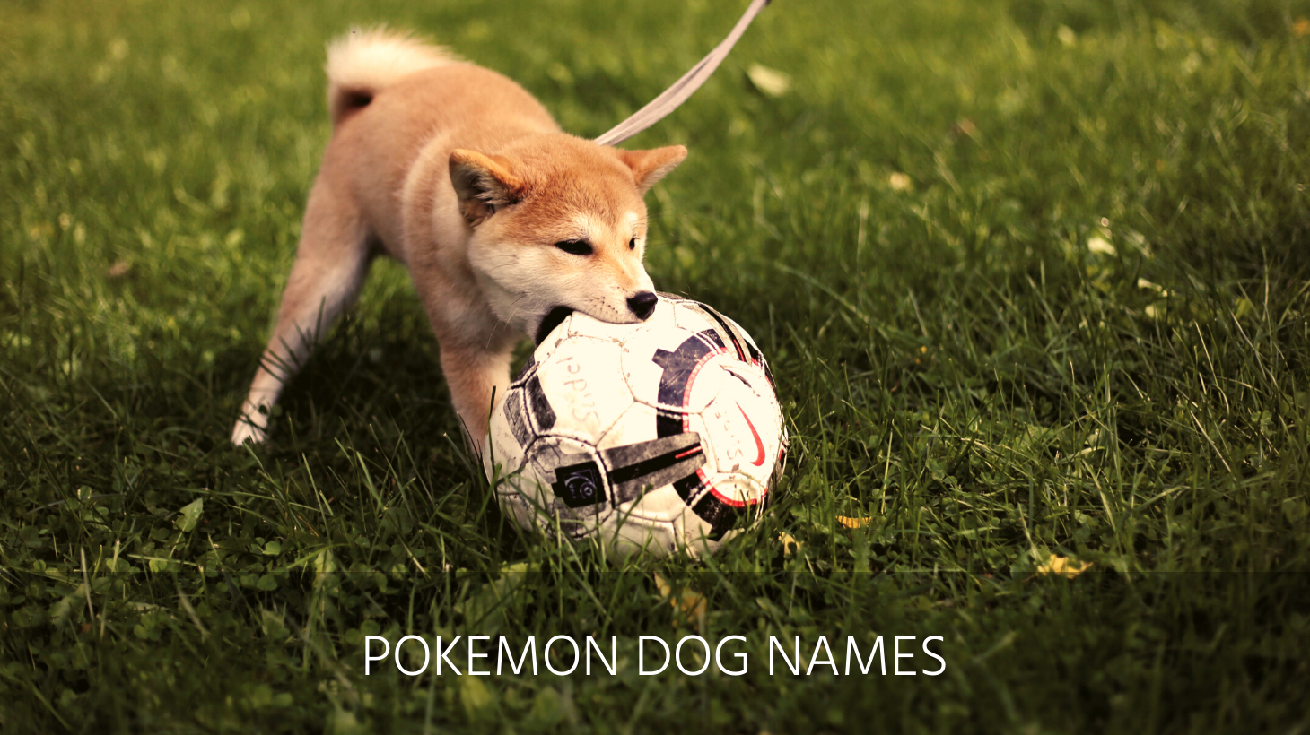 ultimate-list-of-the-top-150-japanese-dog-names-popular-asian-and