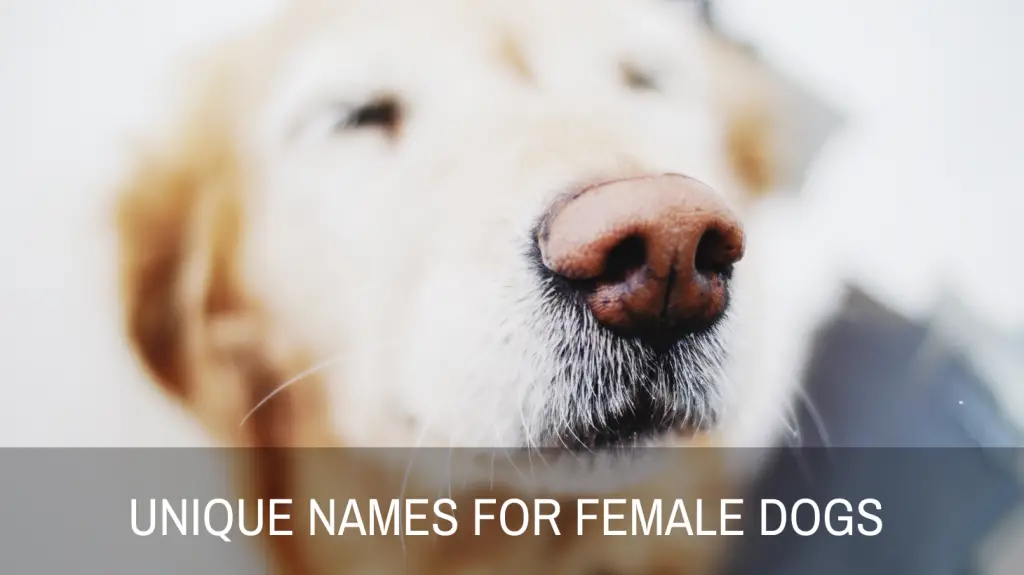 Unique Names For Female Dogs