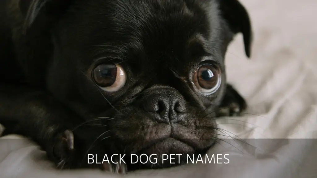black dog pet names