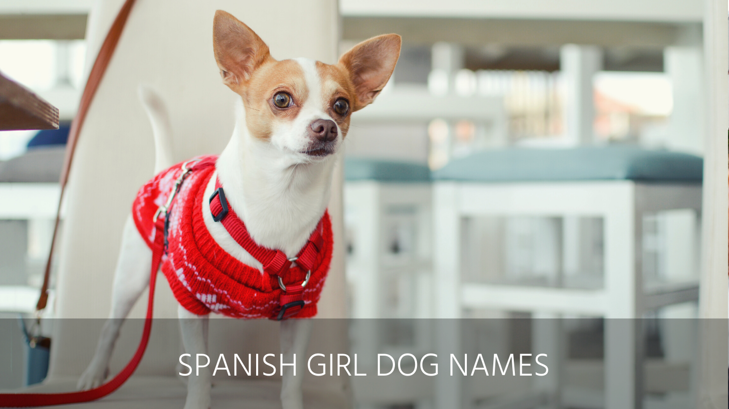 Ultimate List of the Top 300+ Spanish Dog Names Funny, Cool, Popular, Hispanic Puppy Name Ideas