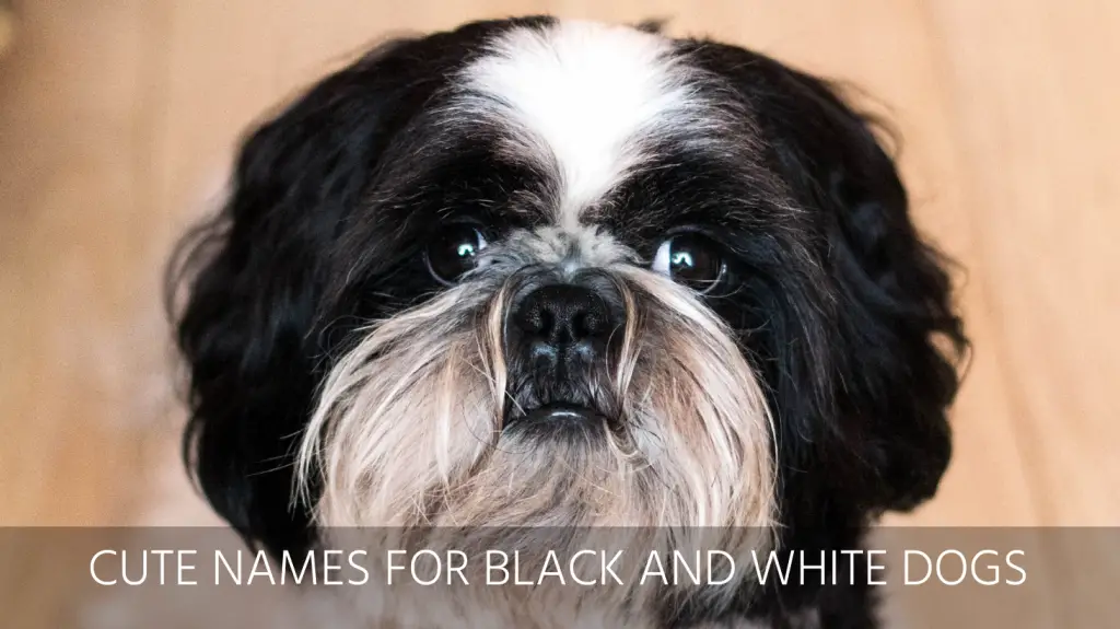 best black and white dog names