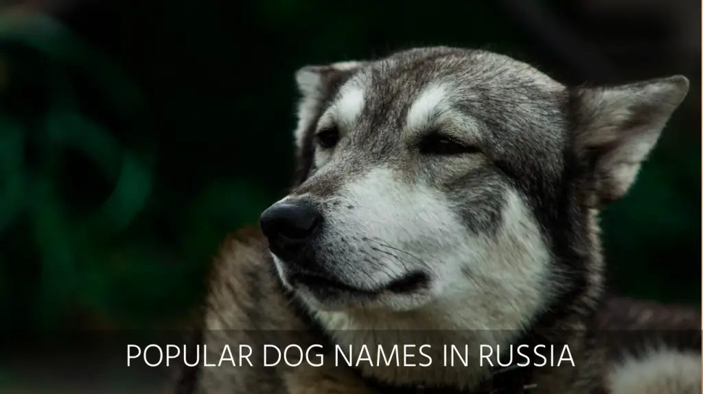 Ultimate List of the Top 350+ Russian Dog Names - Cute and Popular Puppy  Name Ideas