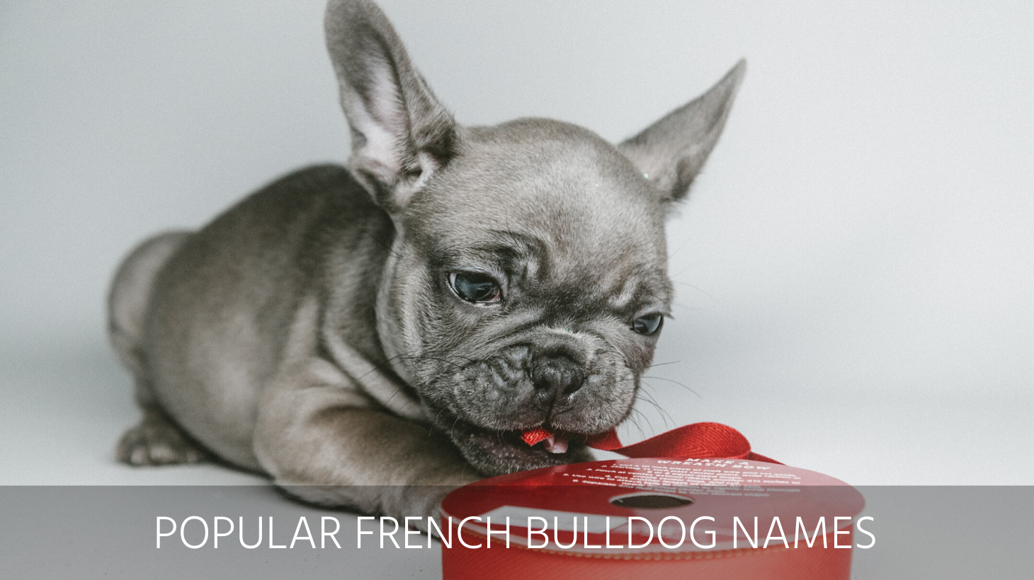 Ultimate List Of The Top 500 + Bulldog Names – Cute And Popular Puppy 