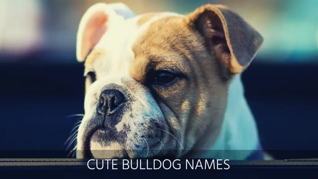 79+ Blue French Bulldog Boy Names