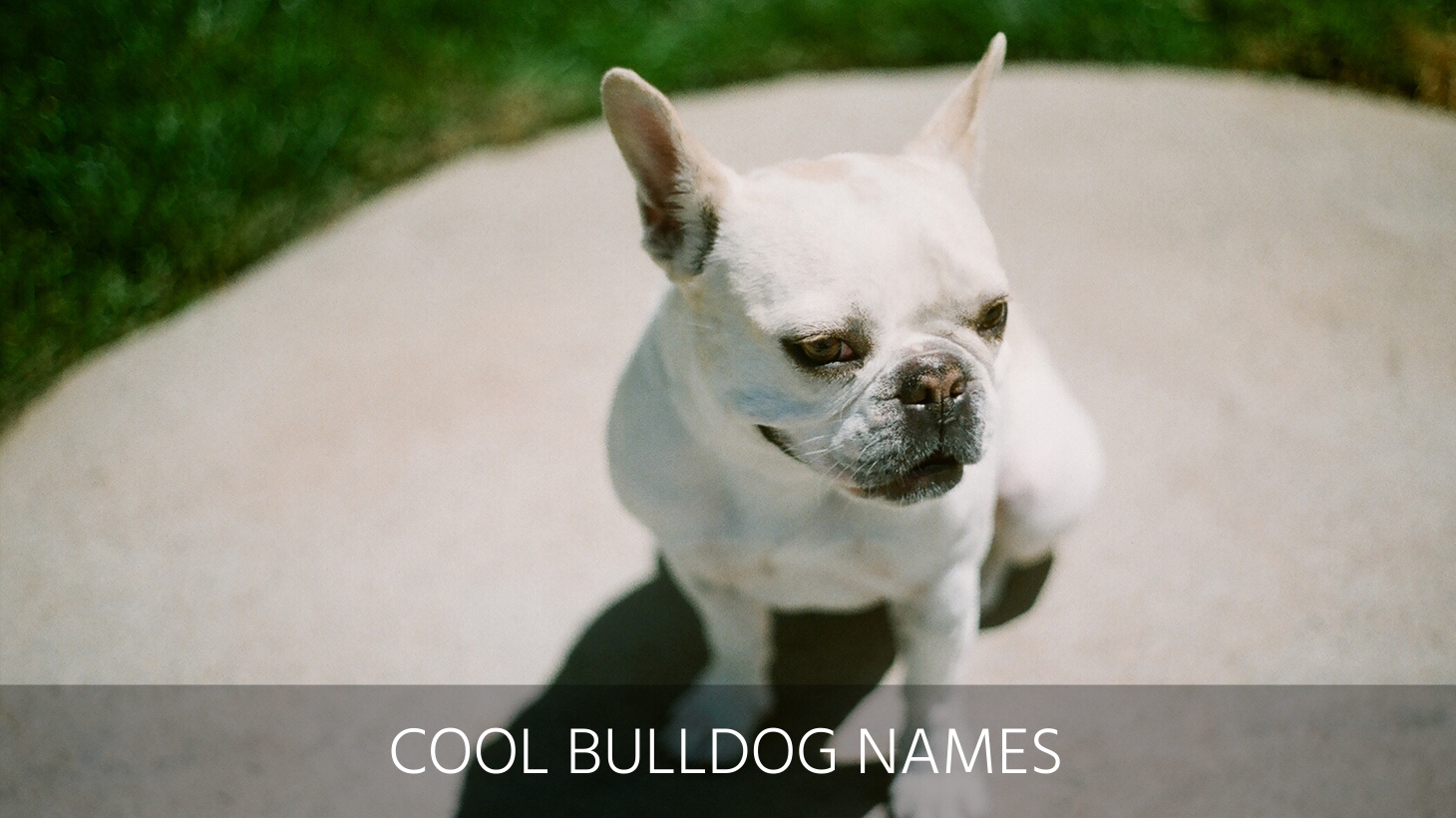 Ultimate List Of The Top 500 Bulldog Names Cute And Popular Puppy   Dog Names Header 2019 11 22T204537.909 