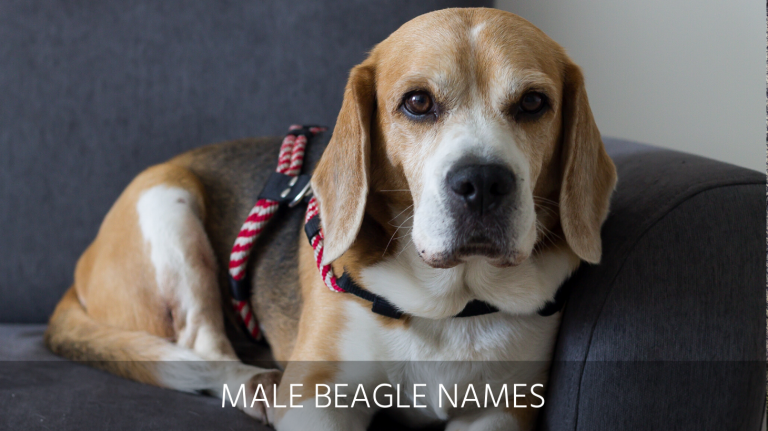 Ultimate List Of The Top 250+ Beagle Dog Names - Cute And Popular Puppy ...