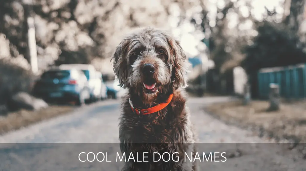 List Of Cool Names For Dog