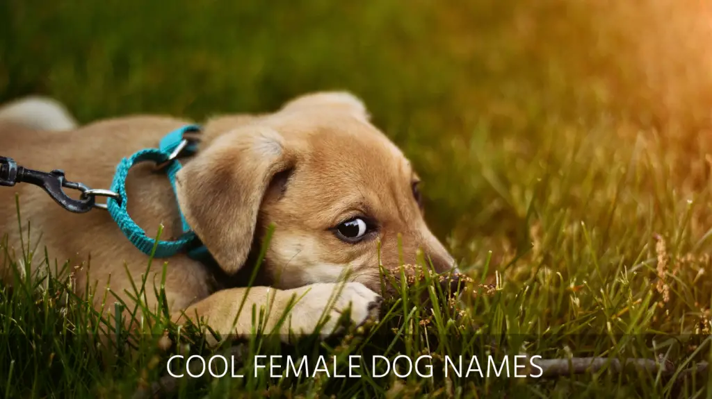 Ultimate List of the Top 200+ Cool Dog Names - Amazing, Inappropriate,  Marvel, Anime, and Pokemon Dog Names for Female and Male Puppies