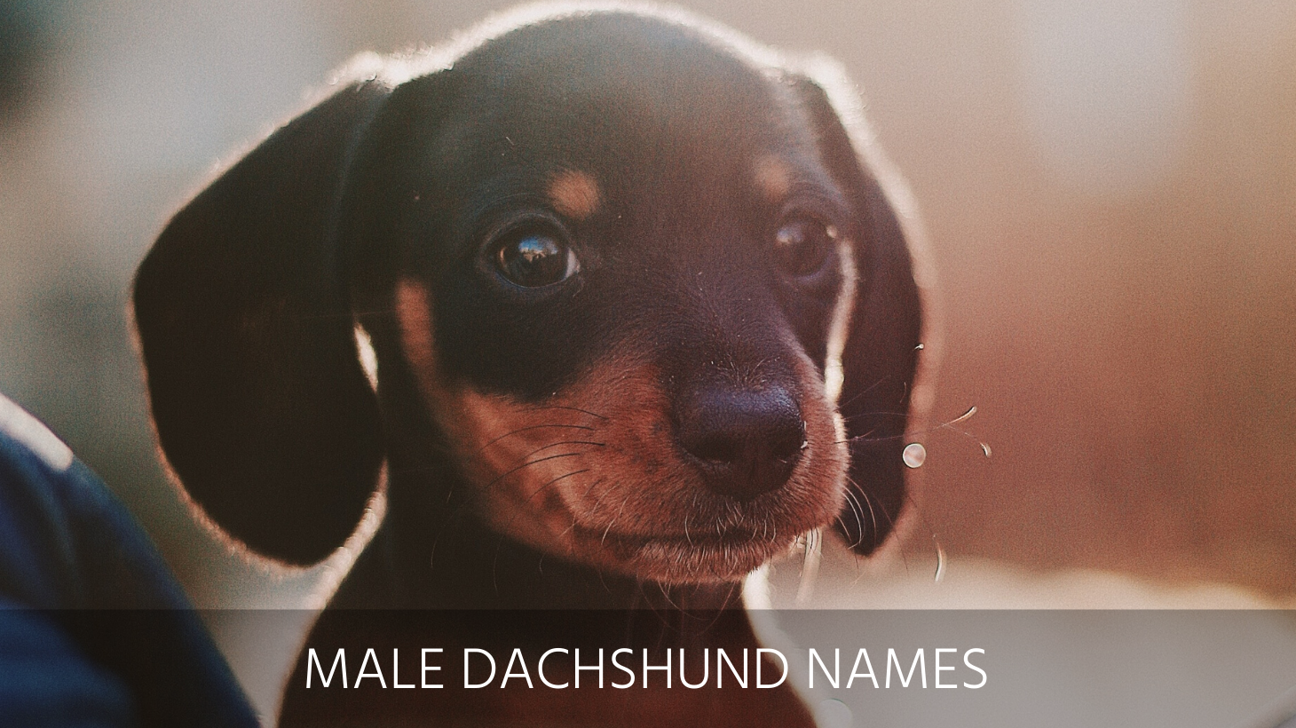 German Dog Names Male Dachshund