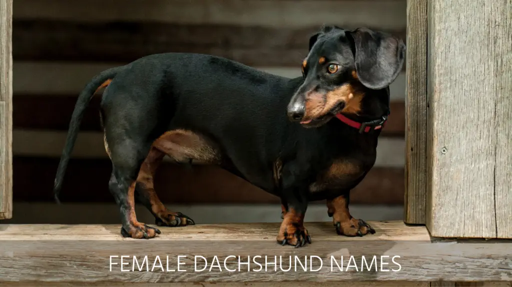 famous dachshund names