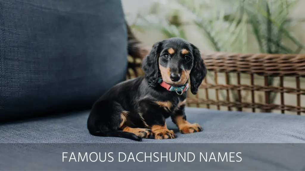 famous dachshund names