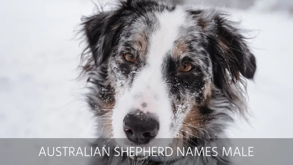 badass dog names for australian shepherd