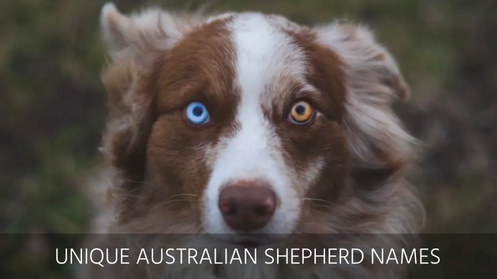 badass dog names for australian shepherd