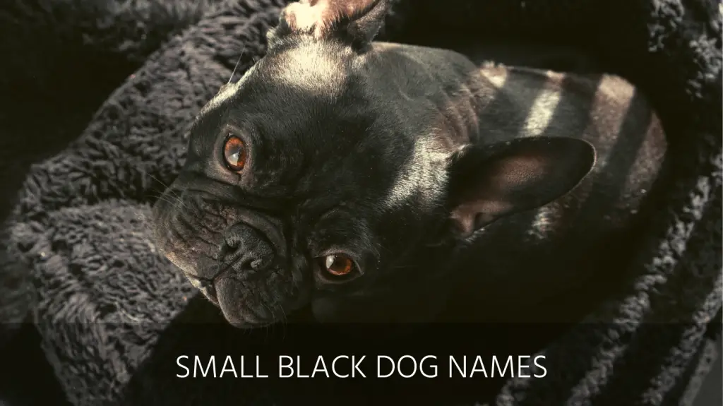 Ultimate List of the Top 200+ Black Dog Names Famous