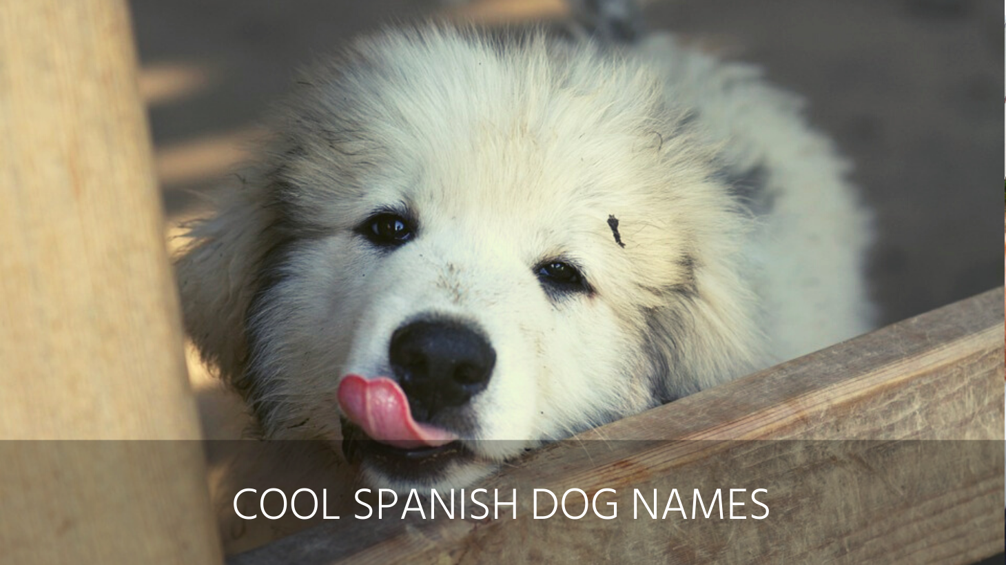 ultimate-list-of-the-top-300-spanish-dog-names-funny-cool-popular