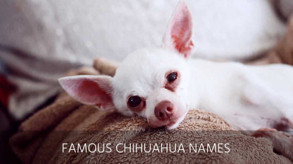 Ultimate List of the Top 300+ Chihuahua Names Unique