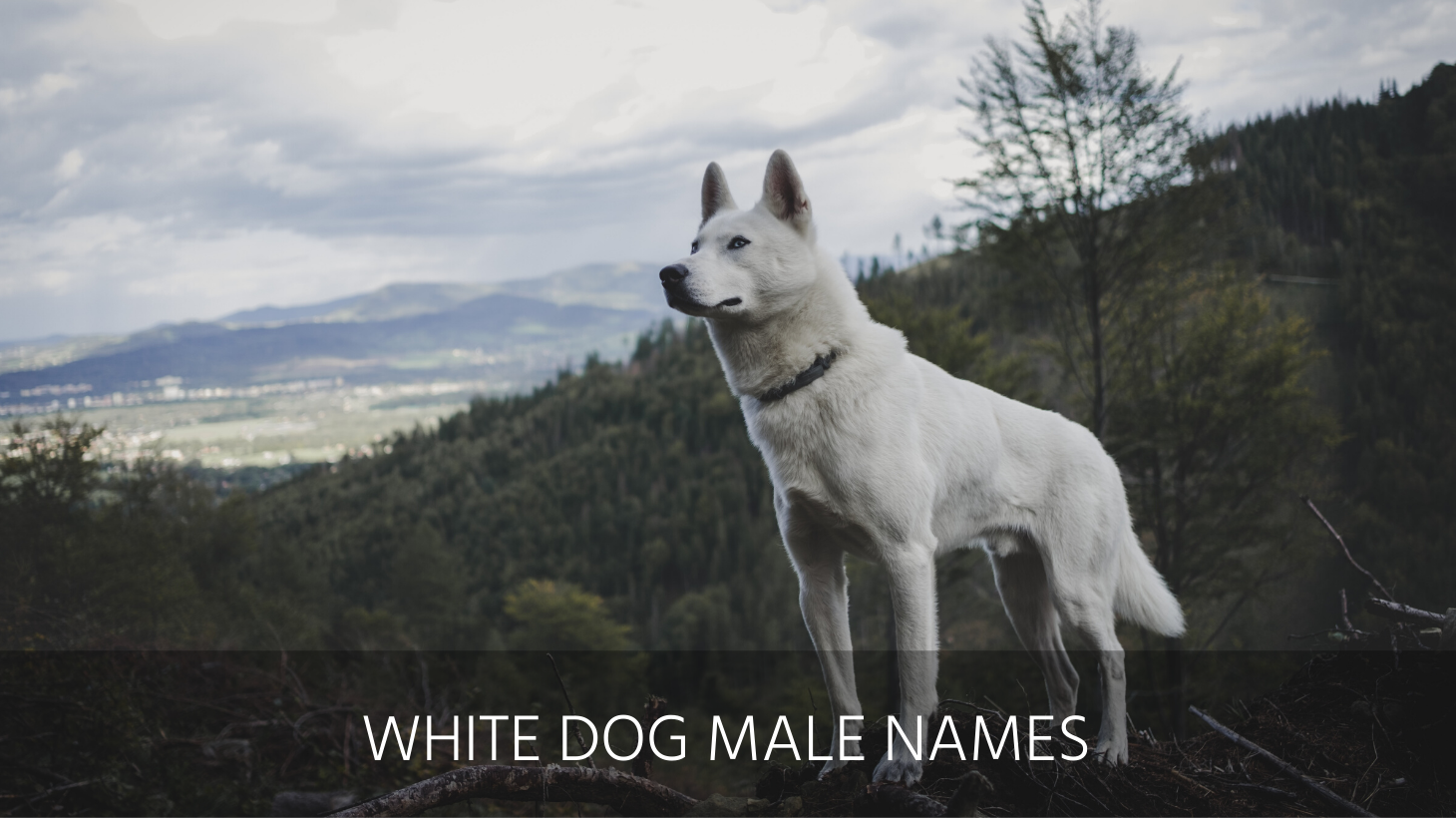 Ultimate List of the Top 250+ White Dog Names - Small, Fluffy, Cute