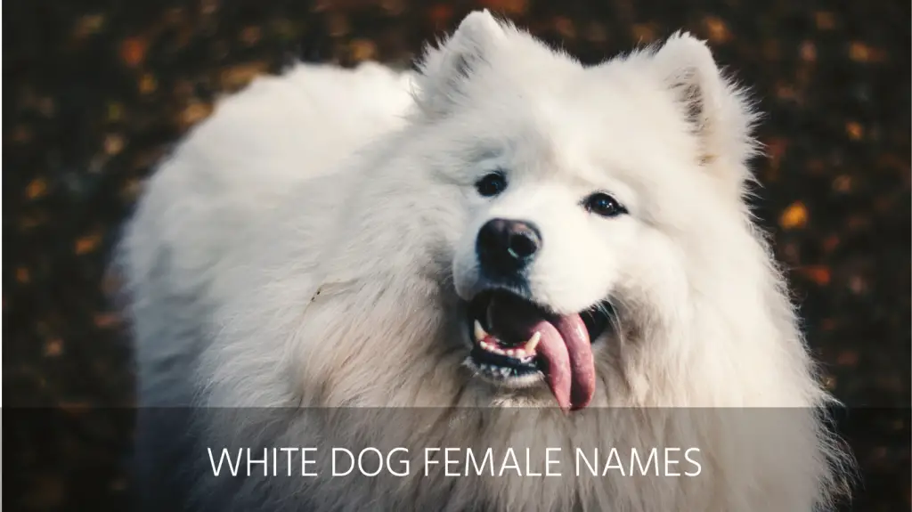 white dog female names