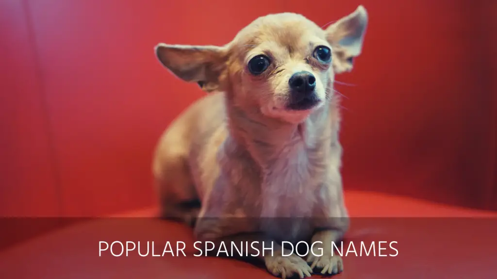 Puerto rican dog names