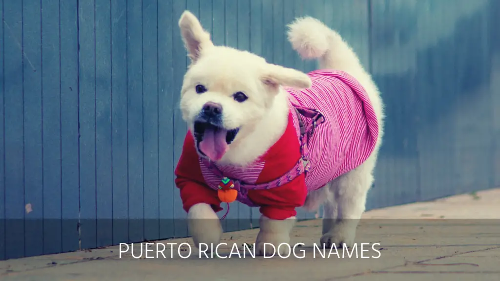 Ultimate List Of The Top 300 Spanish Dog Names Funny Cool Popular Hispanic Puppy Name Ideas