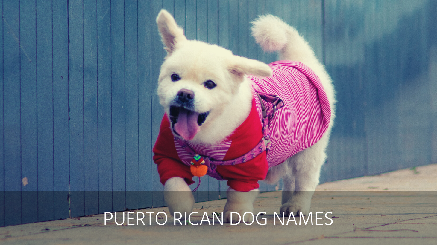 Ultimate List of the Top 300+ Spanish Dog Names Funny