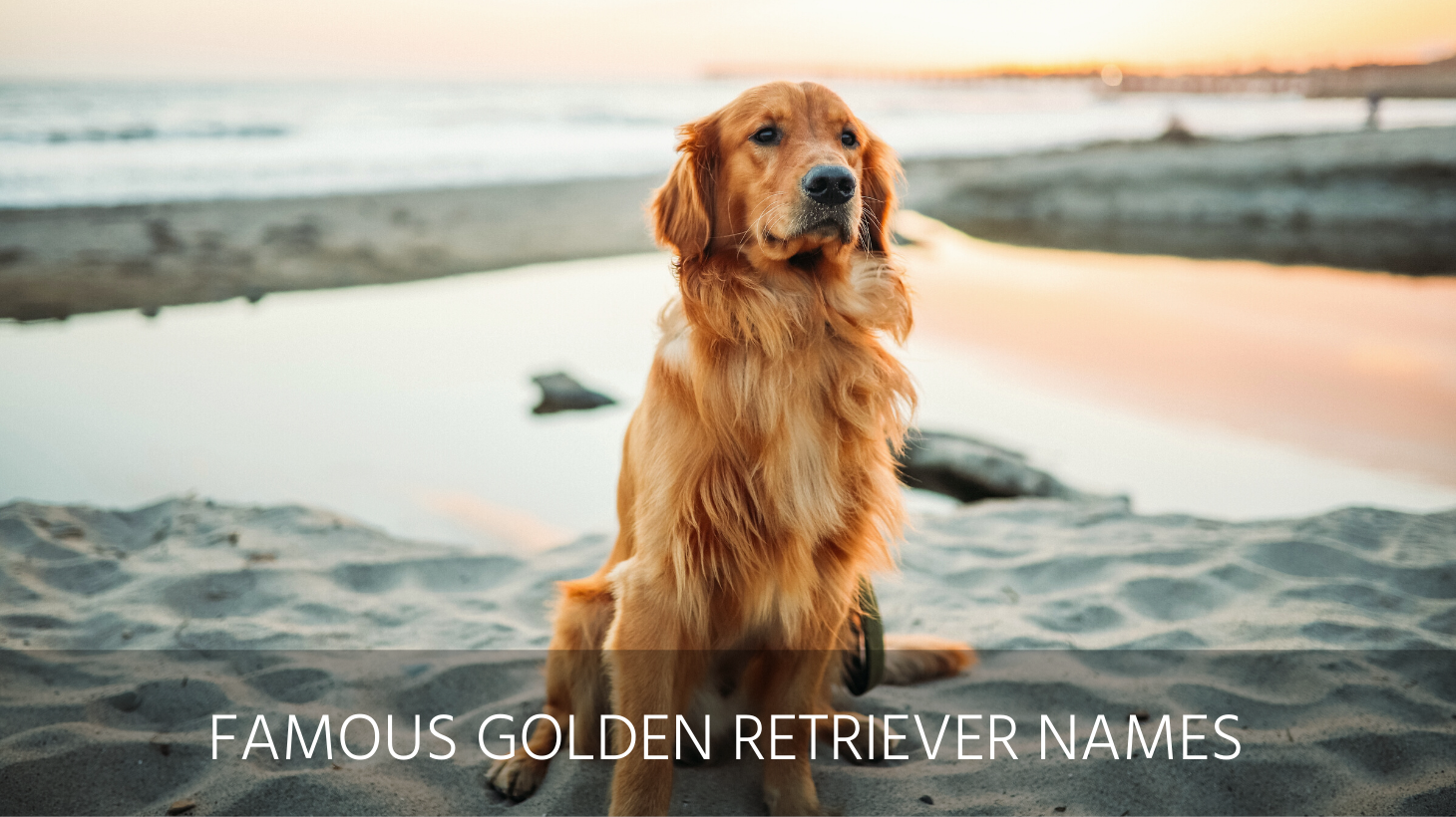 Ultimate List of the Top 400+ Golden Retriever Dog Names - Unique, Cute ...